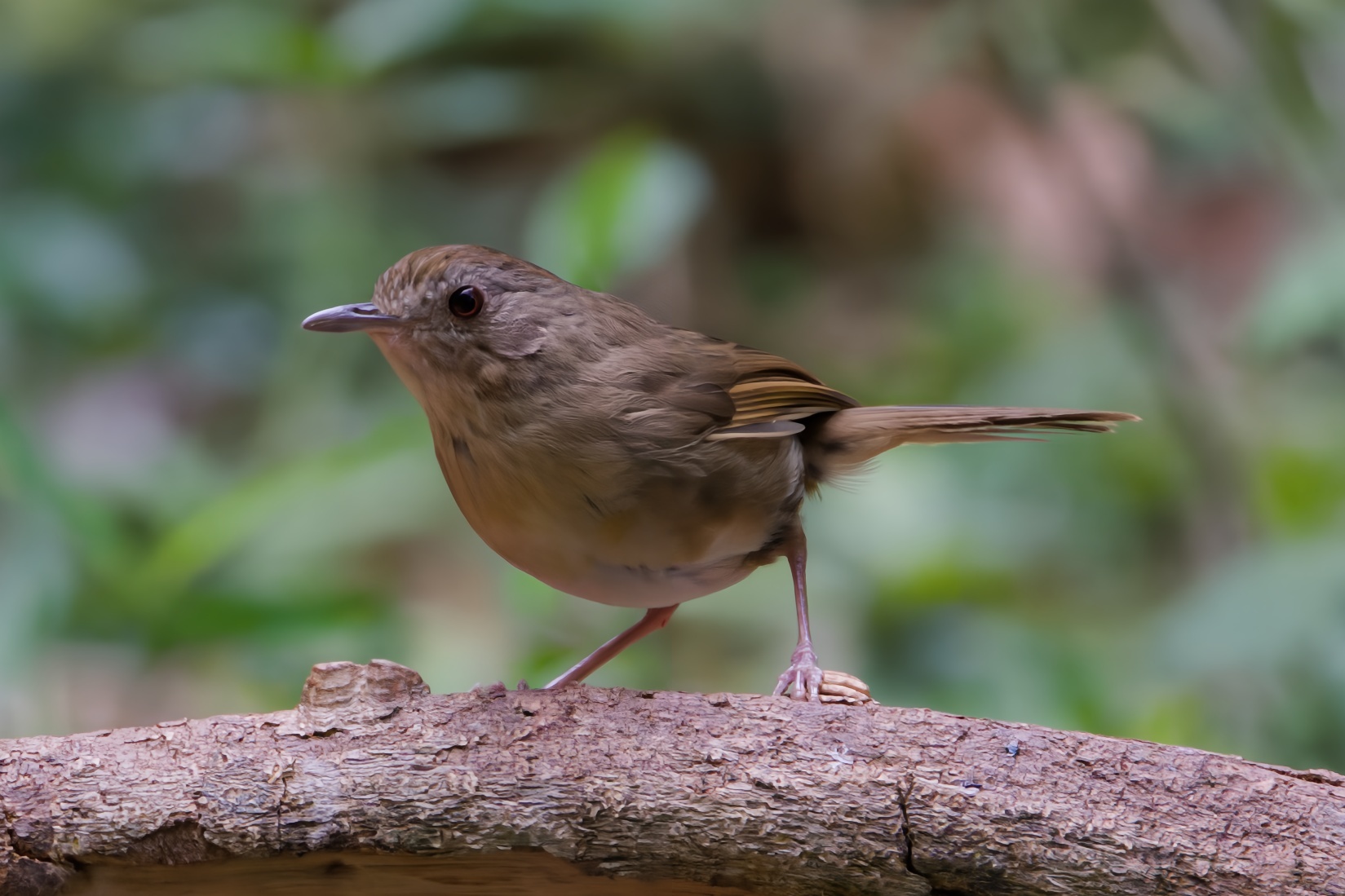 Buff-breasted Babbler