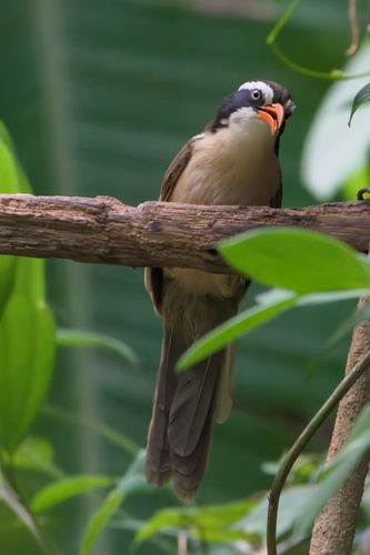 Brown-crowned Scimitar Babbler (Pomatorhinus phayrei), photo 8