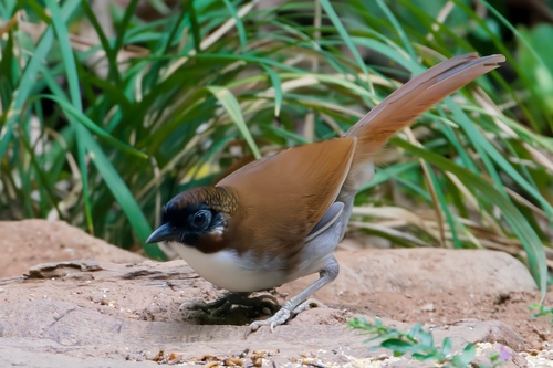 Grauflankenhäherling (Pterorhinus caerulatus)