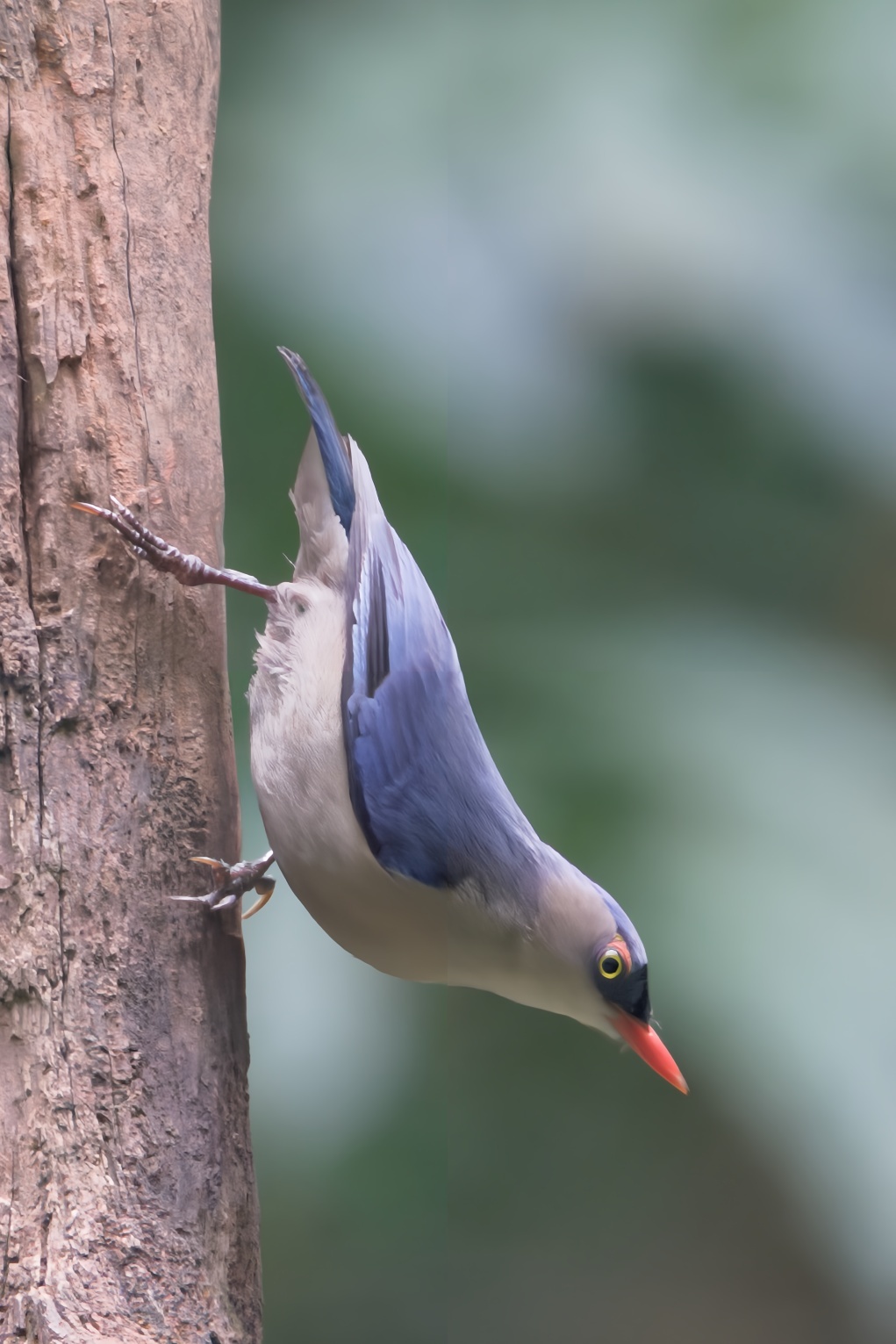 Velvet-fronted Nuthatch