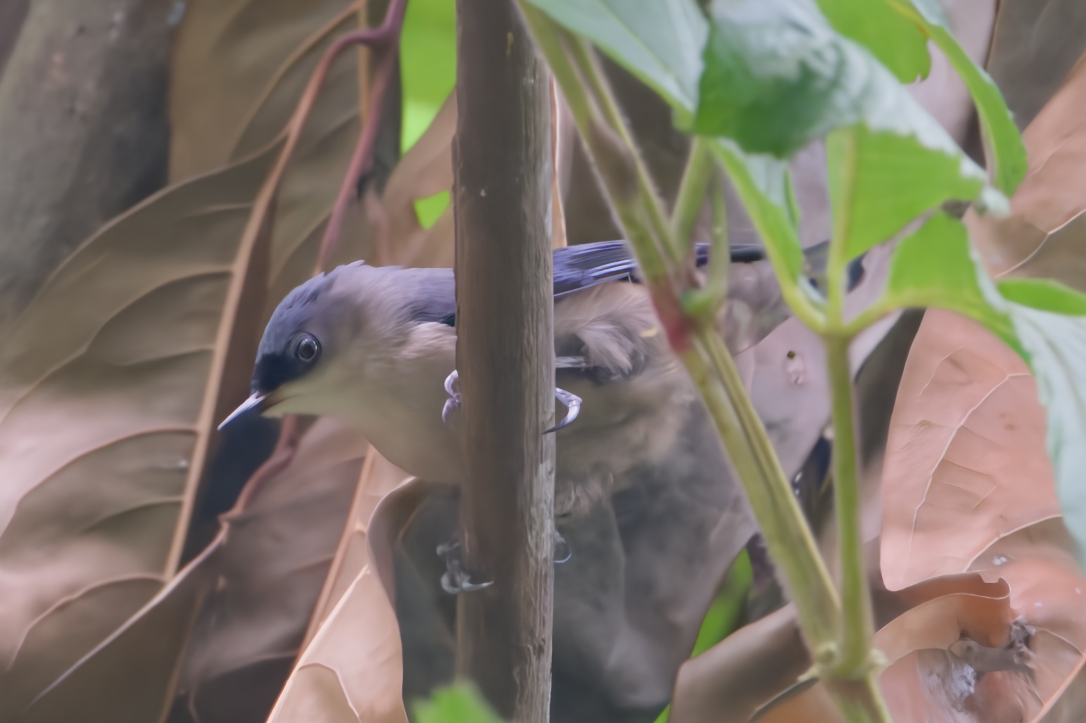 Velvet-fronted Nuthatch