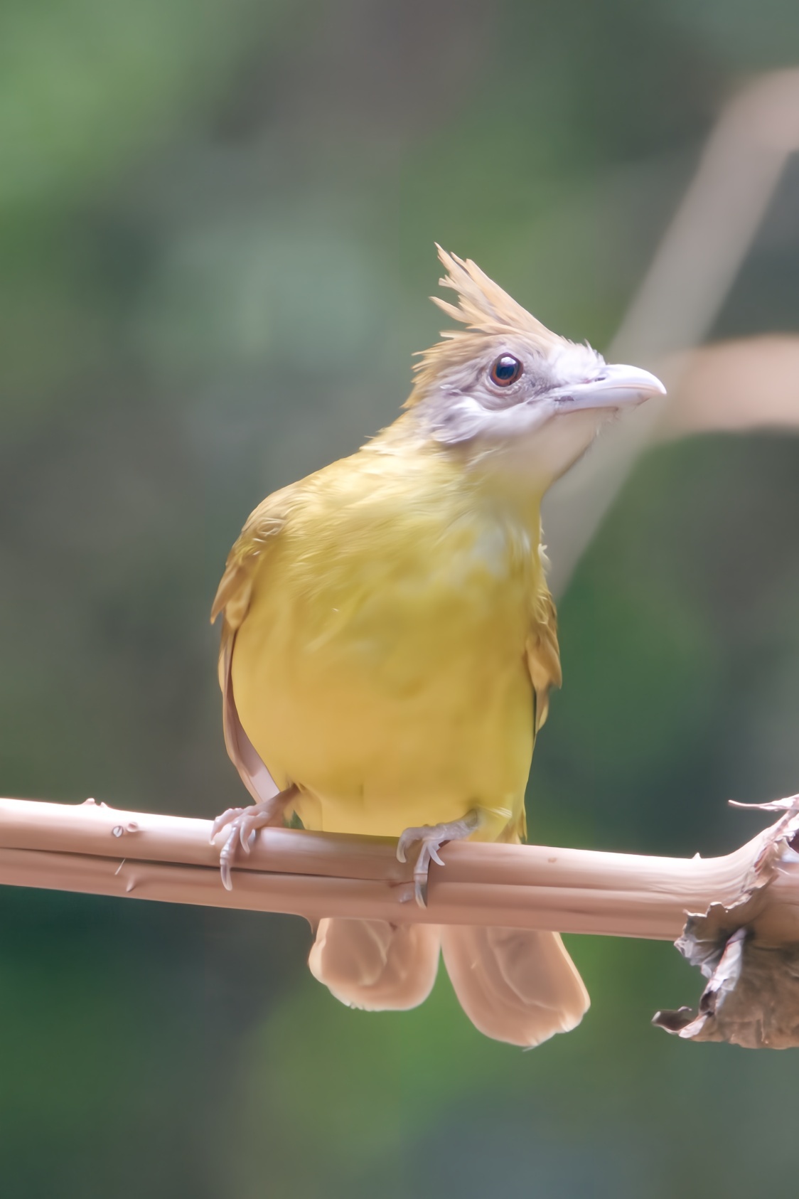 White-throated Bulbul