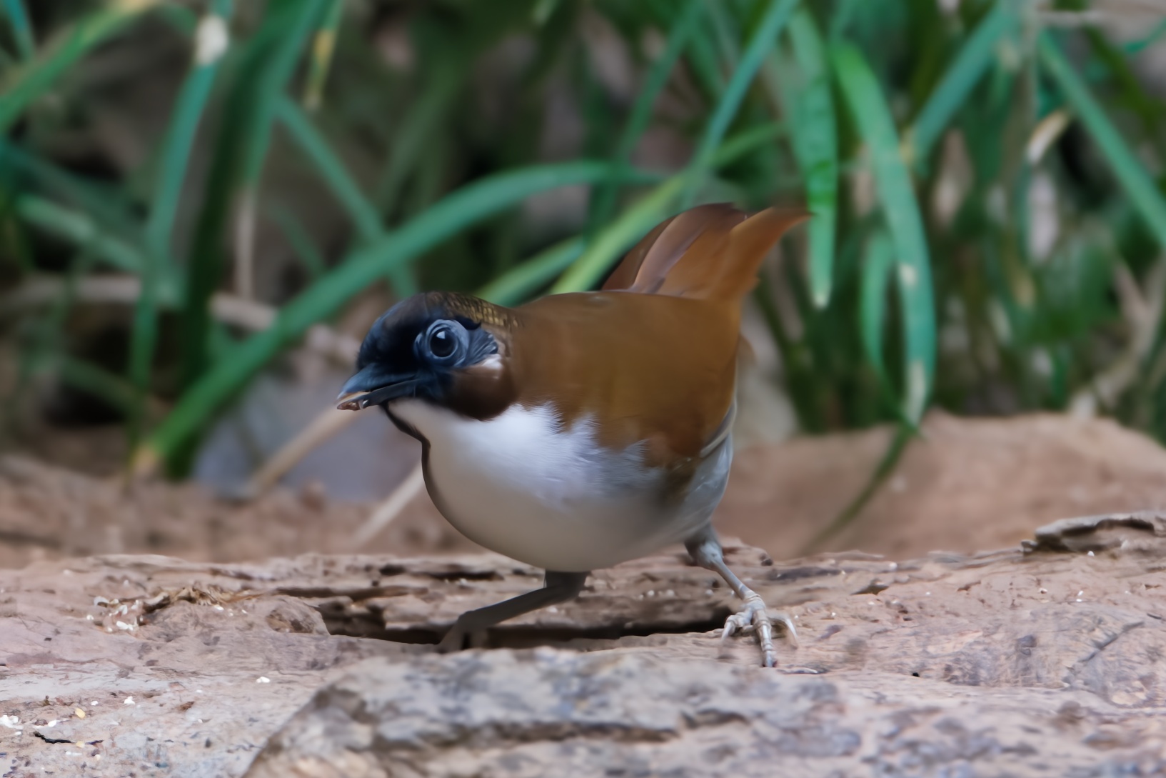 Grey-sided Laughingthrush