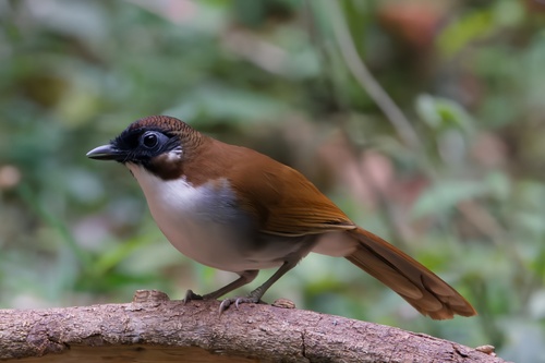 Grey-sided Laughingthrush (Pterorhinus caerulatus), photo 6