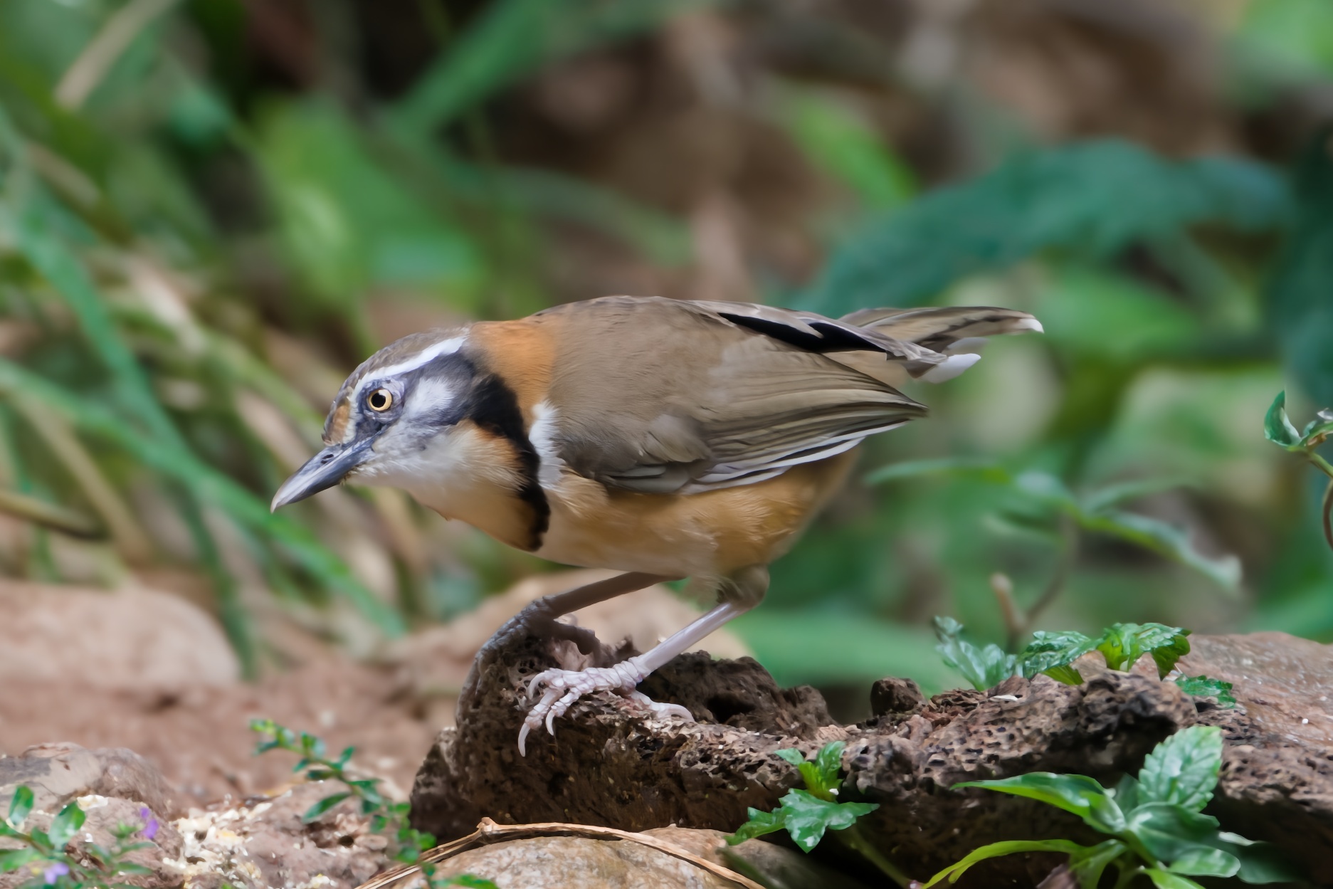 Lesser Necklaced Laughingthrush
