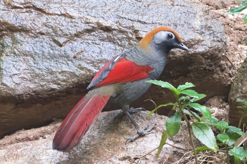 Red-tailed Laughingthrush (Trochalopteron milnei), photo 10