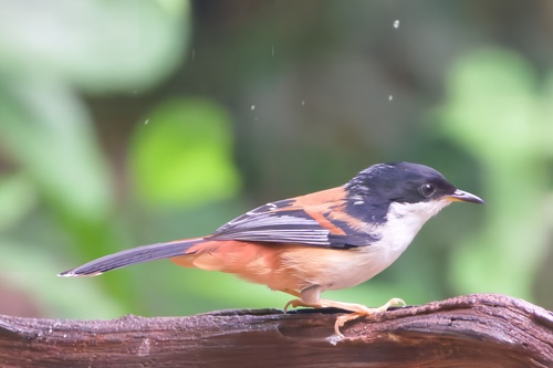 Rufous-backed Sibia (Leioptila annectens), photo 3