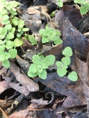 Veronica hederifolia