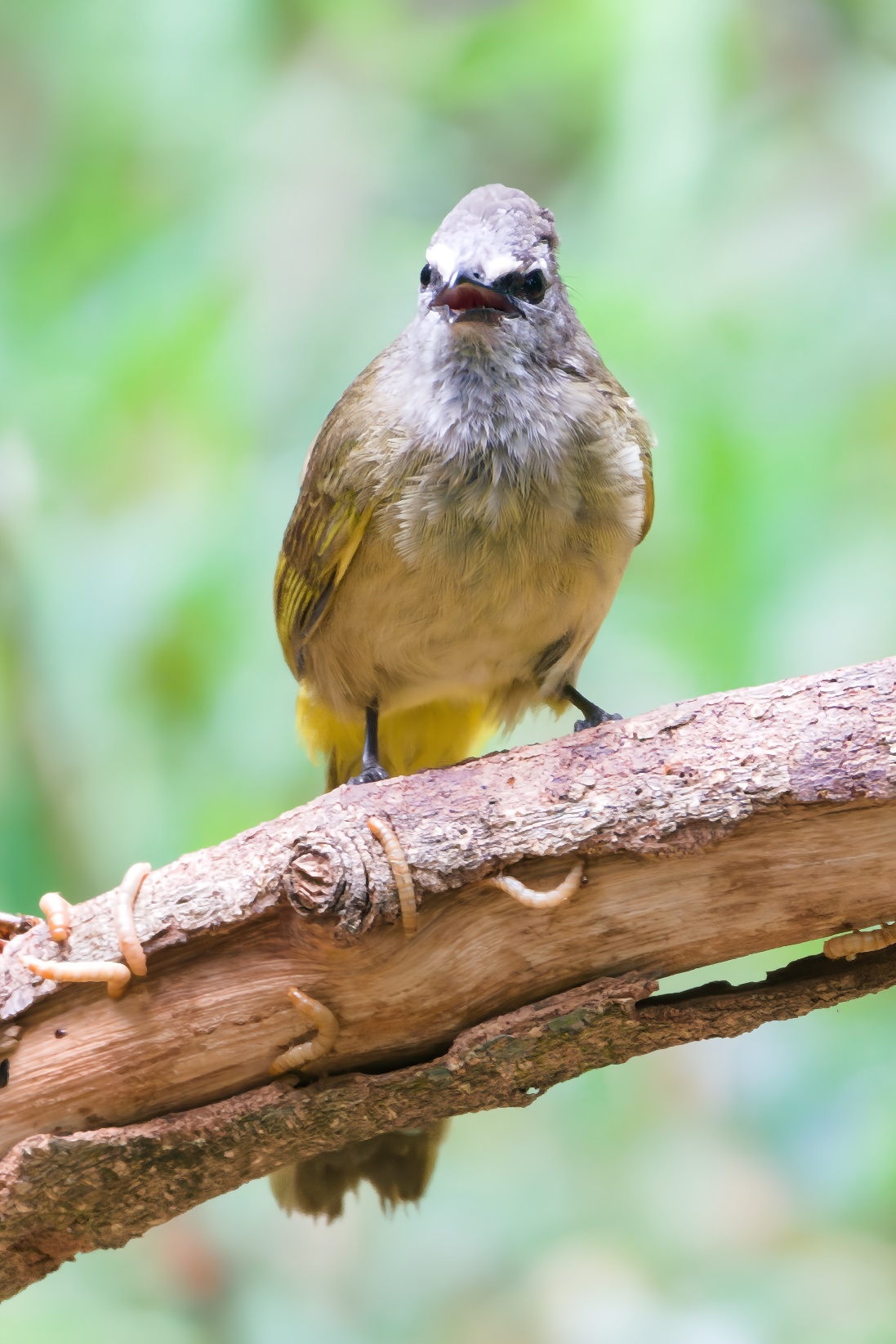 Flavescent Bulbul
