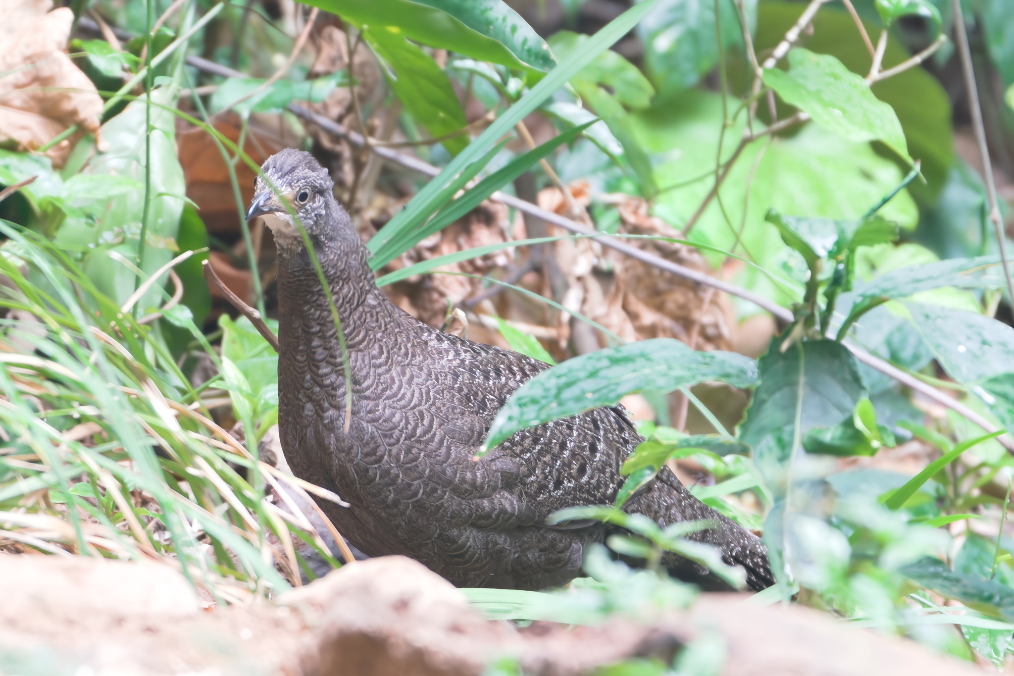 Grey Peacock-Pheasant