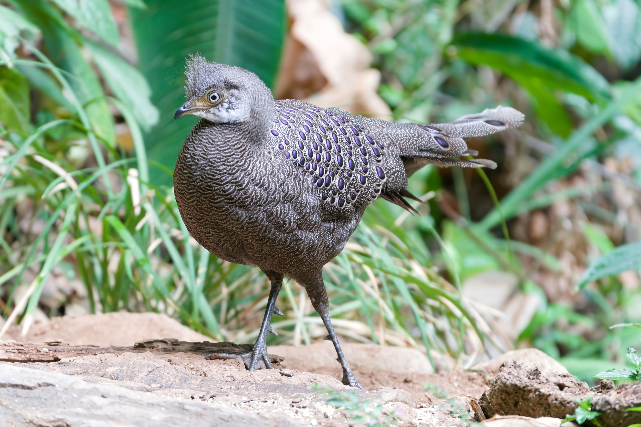Grey Peacock-Pheasant