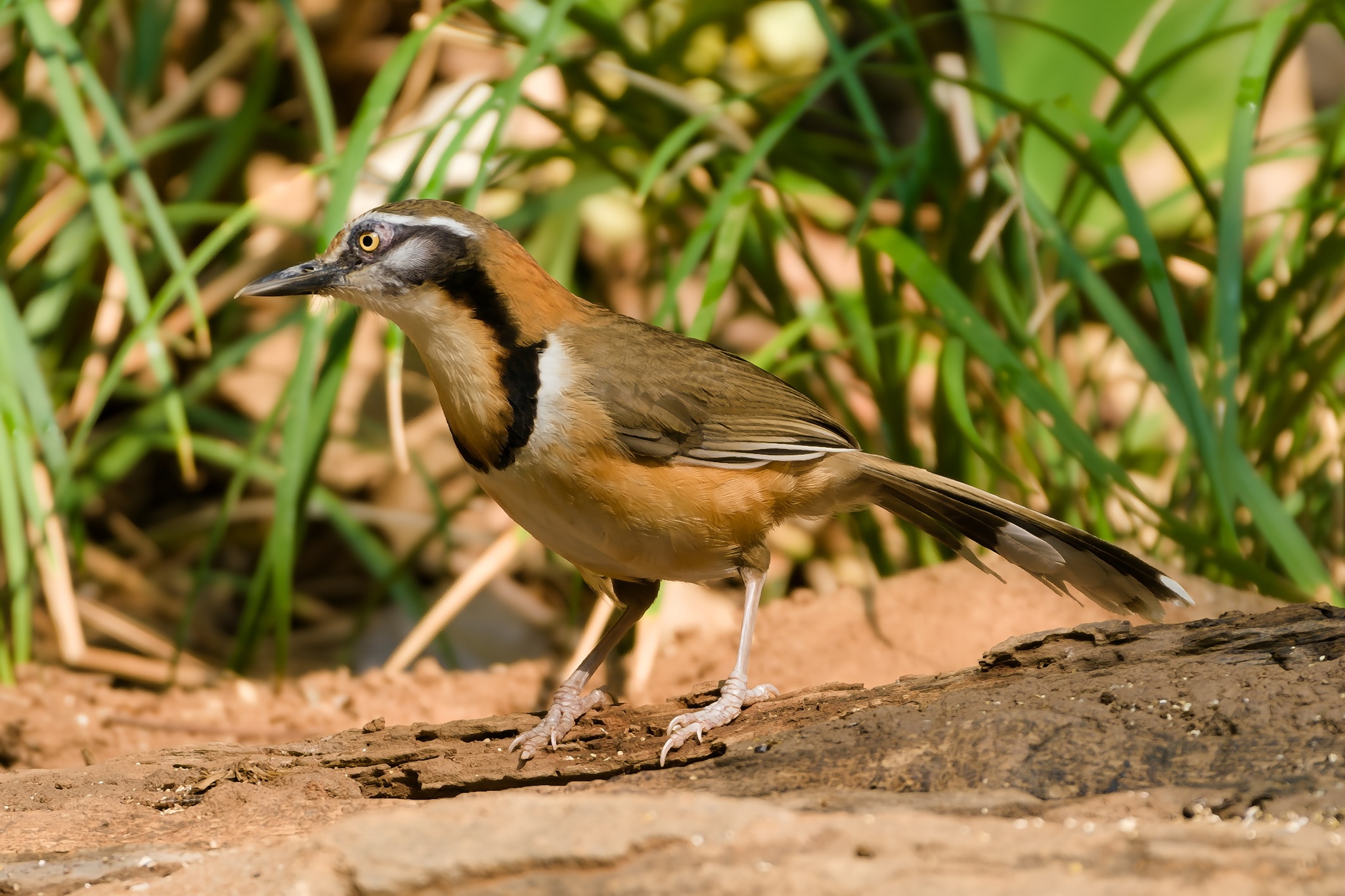 Lesser Necklaced Laughingthrush