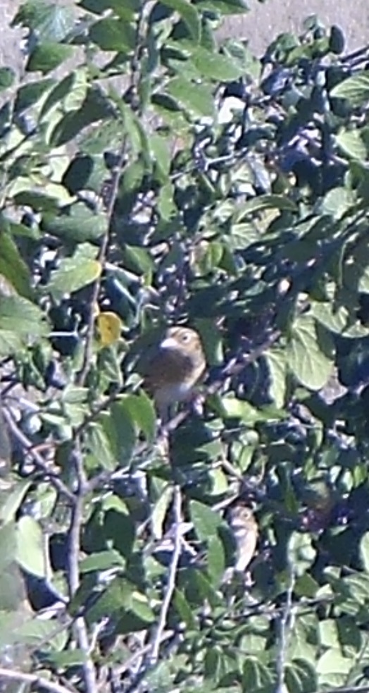 Ammodramus savannarum (J.F.Gmelin, 1789)