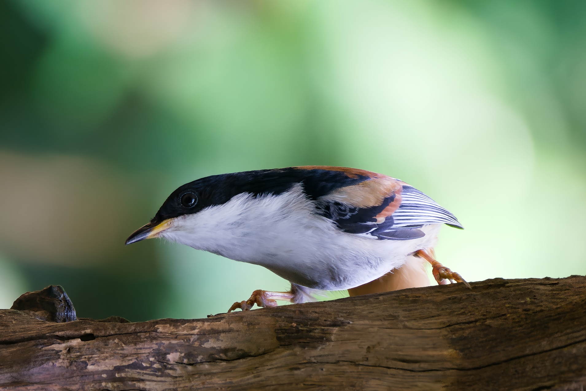 Rufous-backed Sibia