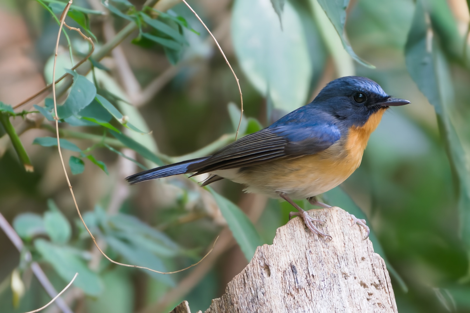 Hill Blue Flycatcher