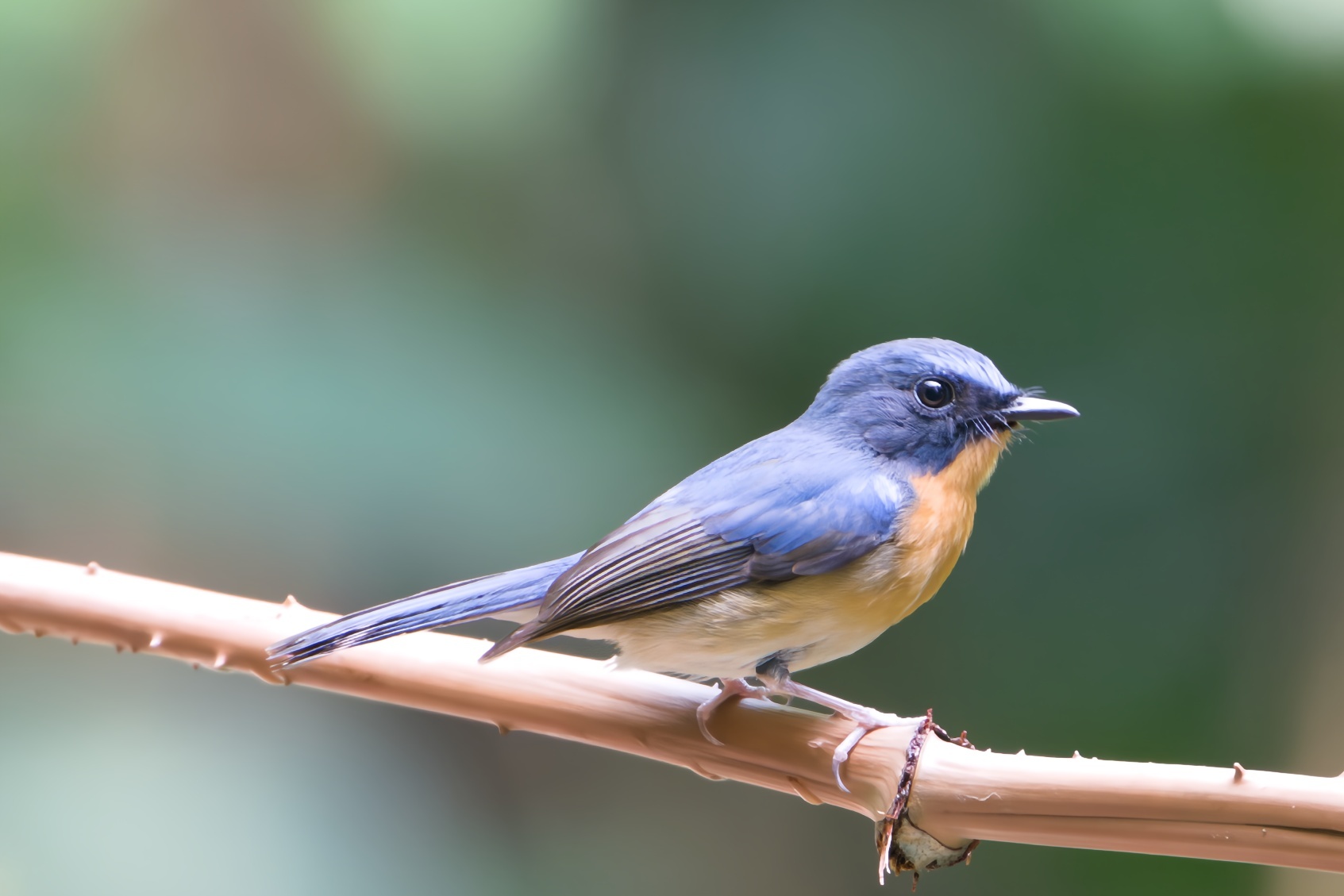 Hill Blue Flycatcher