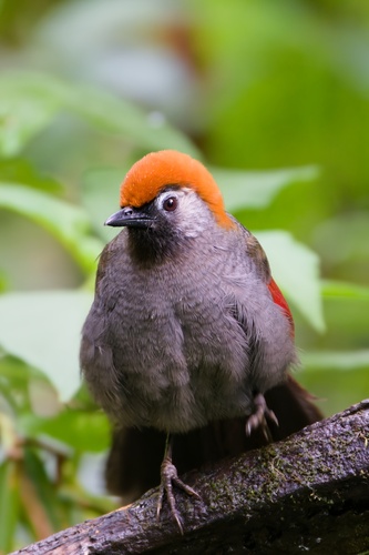 Red-tailed Laughingthrush (Trochalopteron milnei), photo 8