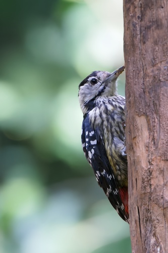 Stripe-breasted Woodpecker (Dendrocopos atratus), photo 7