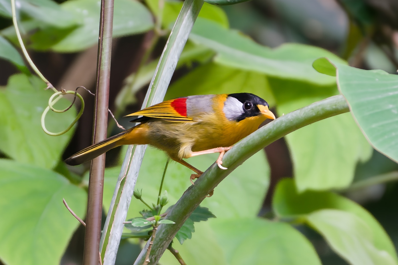 Silver-eared Mesia