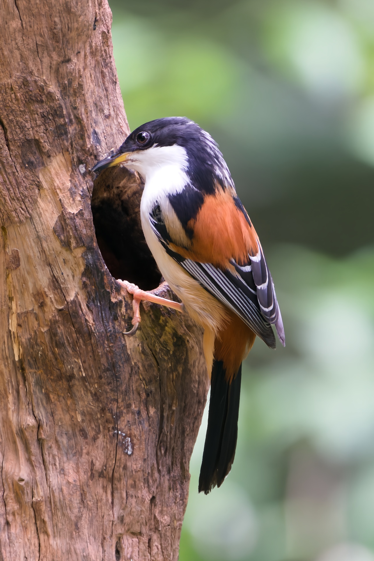 Rufous-backed Sibia