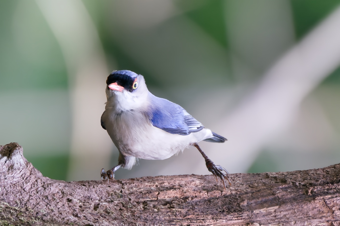 Velvet-fronted Nuthatch