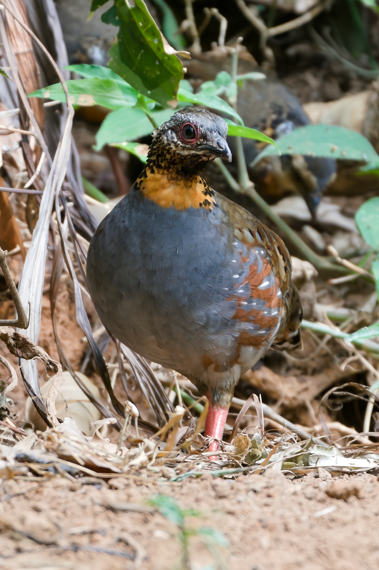 Rufous-throated Partridge