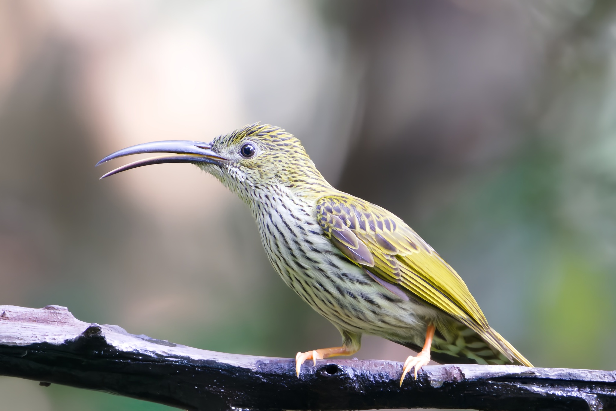 Streaked Spiderhunter