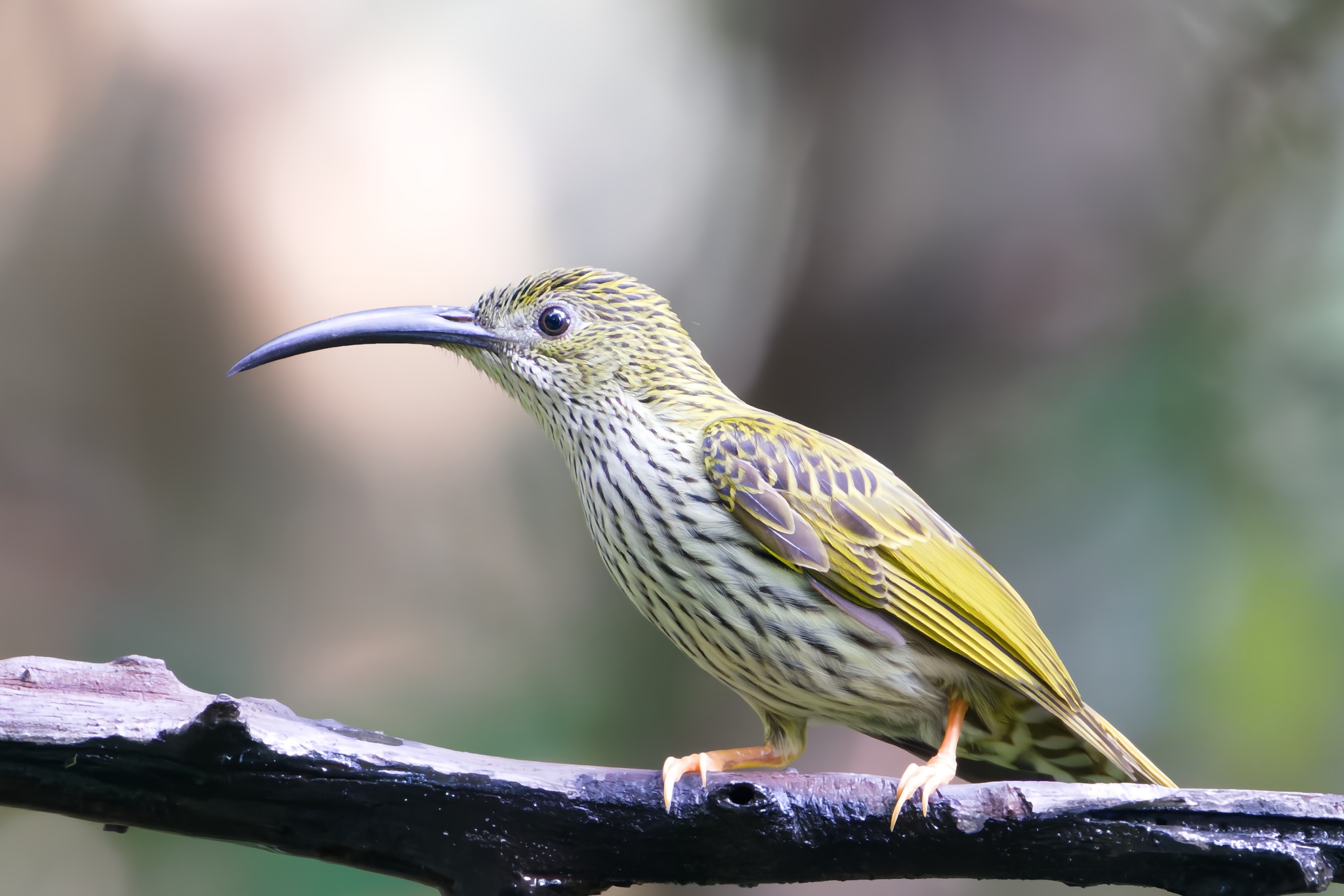 Streaked Spiderhunter