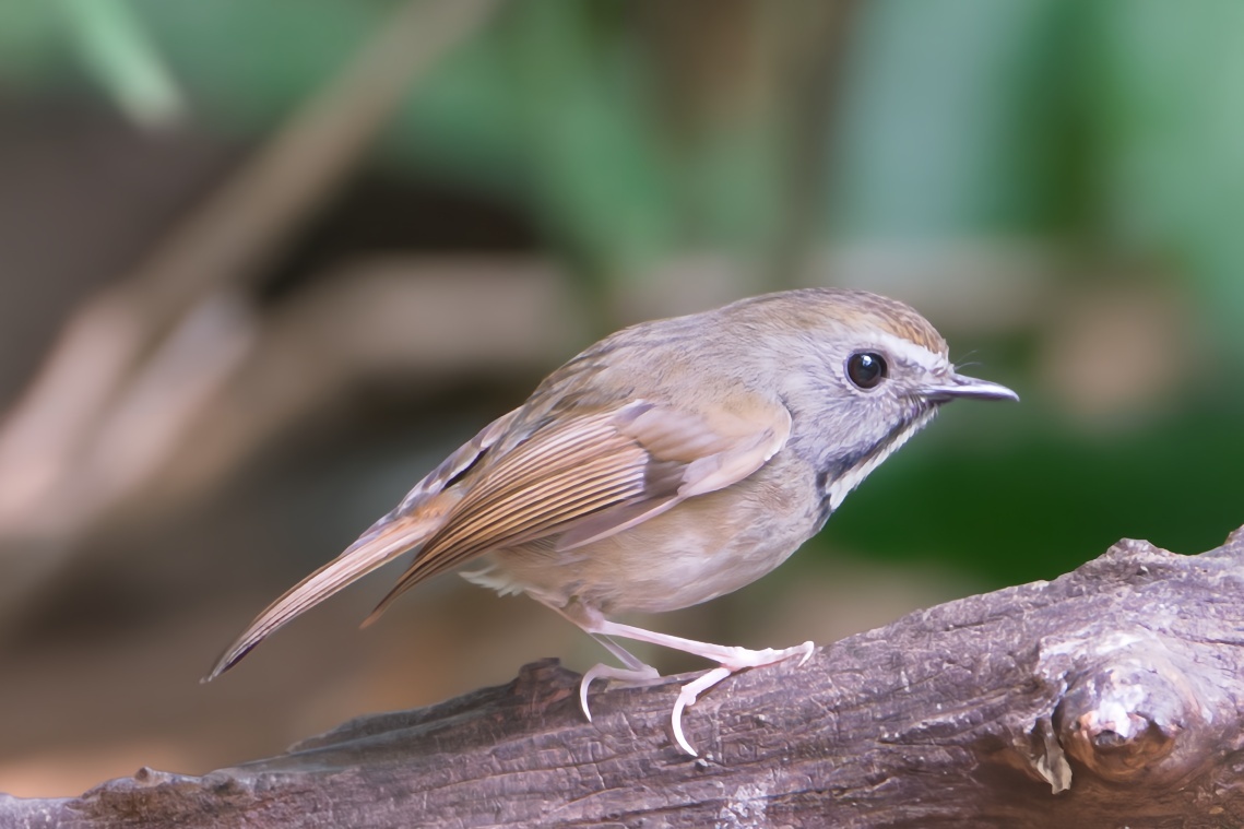 White-gorgeted Flycatcher