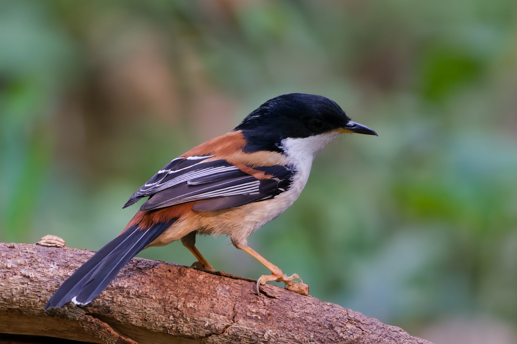 Rufous-backed Sibia