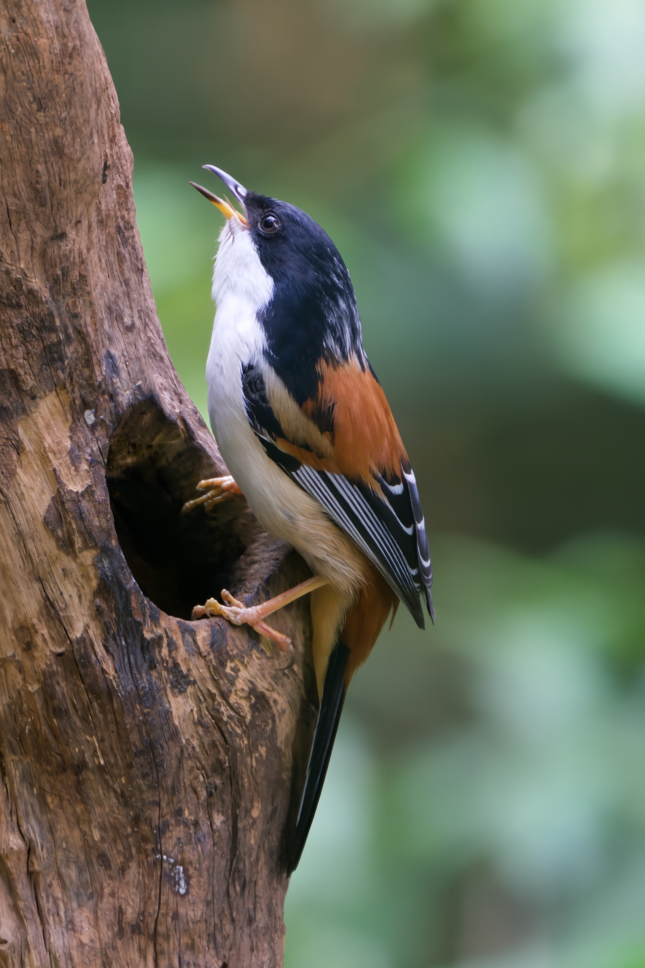 Rufous-backed Sibia