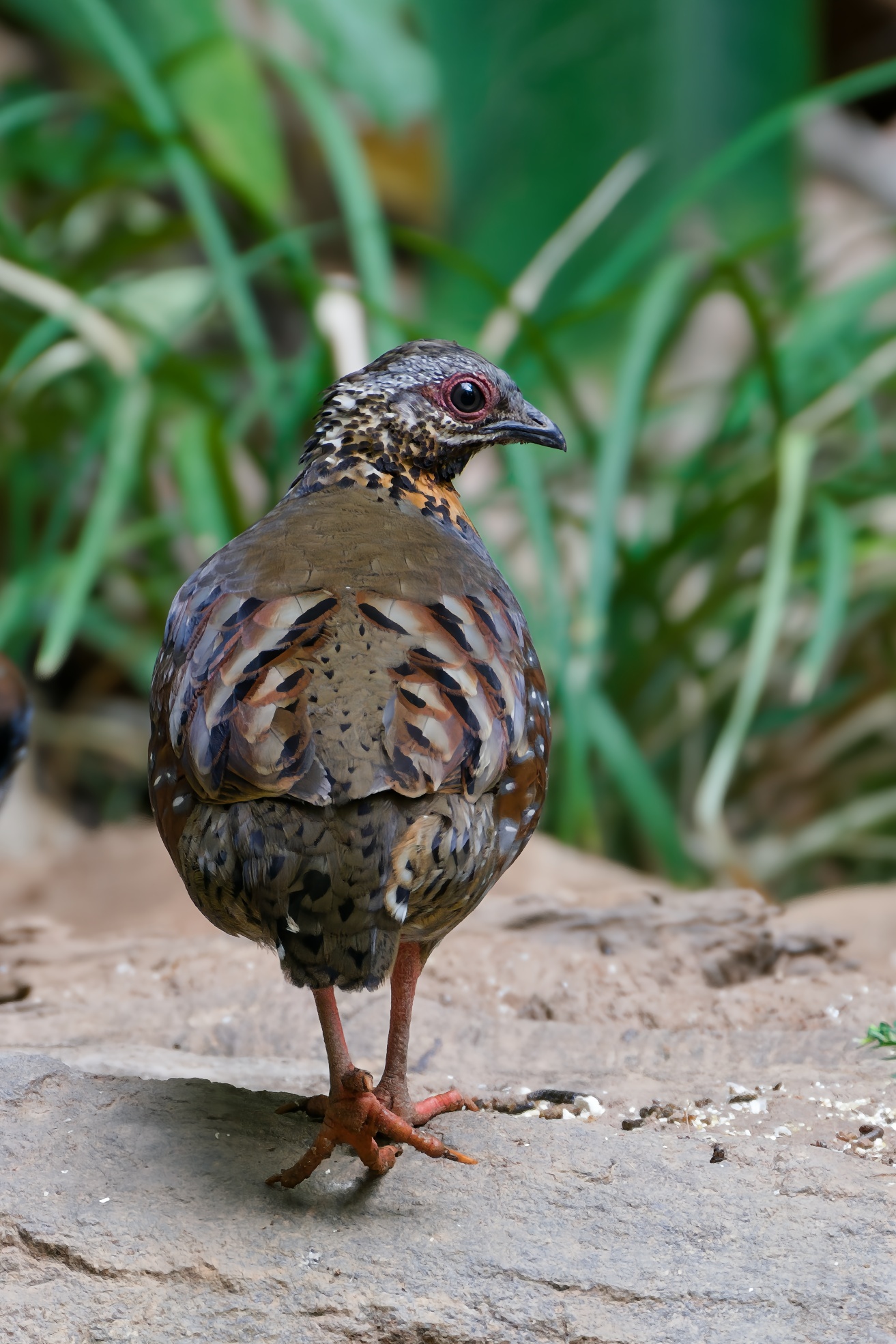 Rufous-throated Partridge