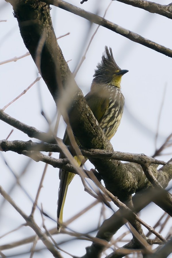 Striated Bulbul