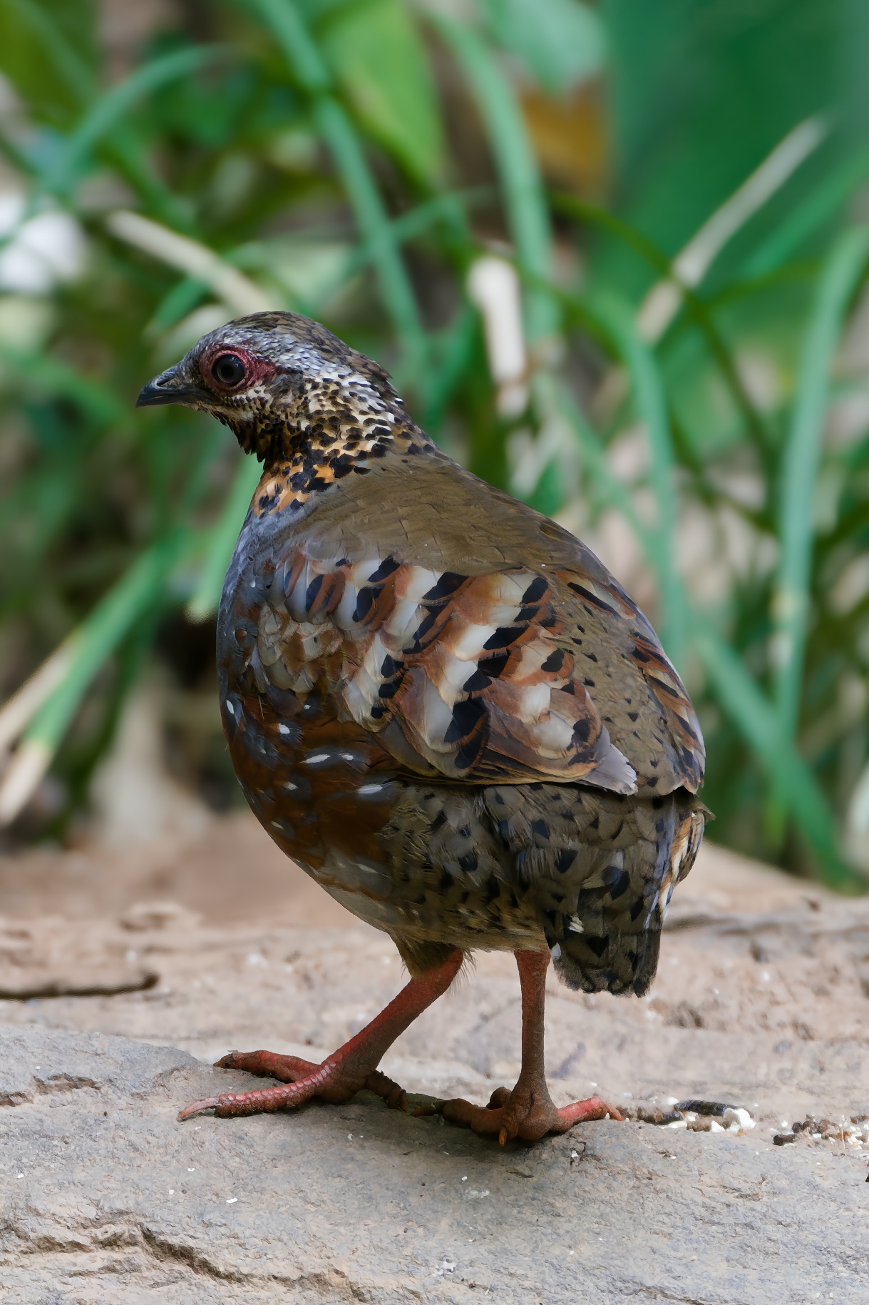 Rufous-throated Partridge