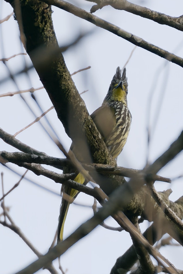 Striated Bulbul