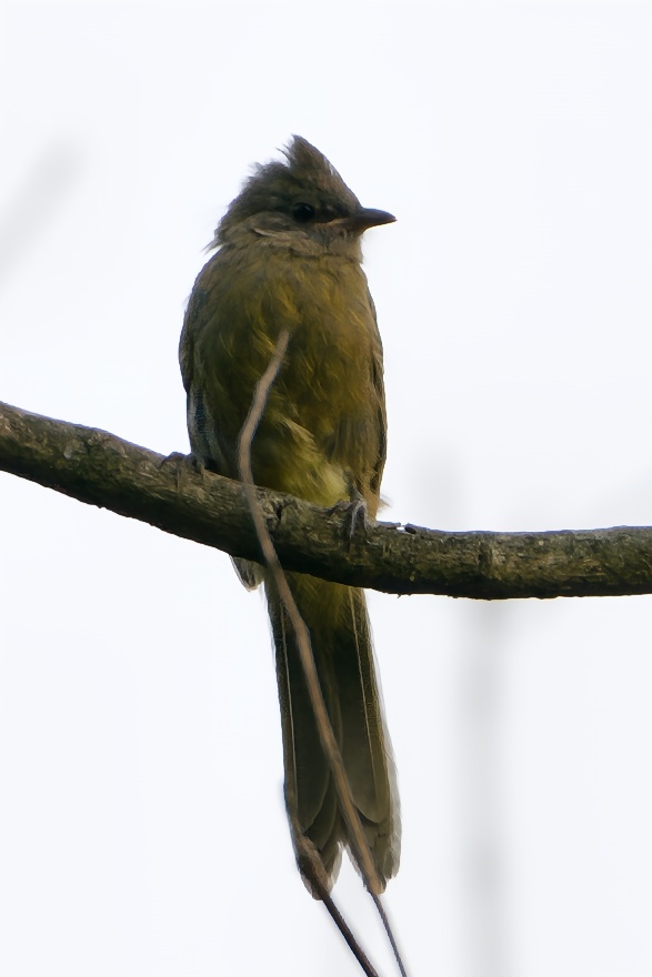 Flavescent Bulbul