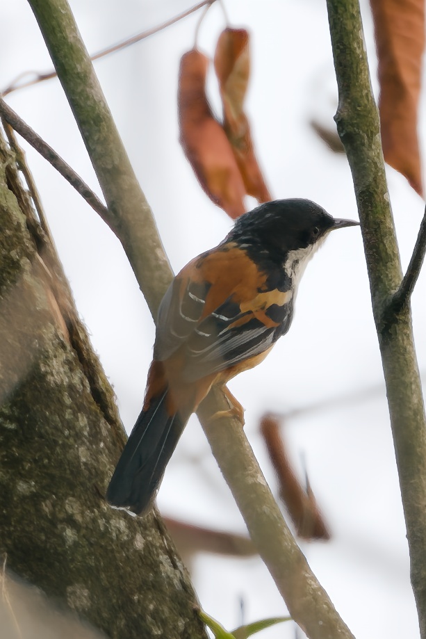 Rufous-backed Sibia