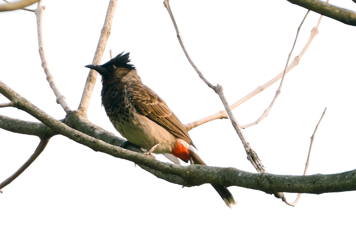 Red-vented Bulbul