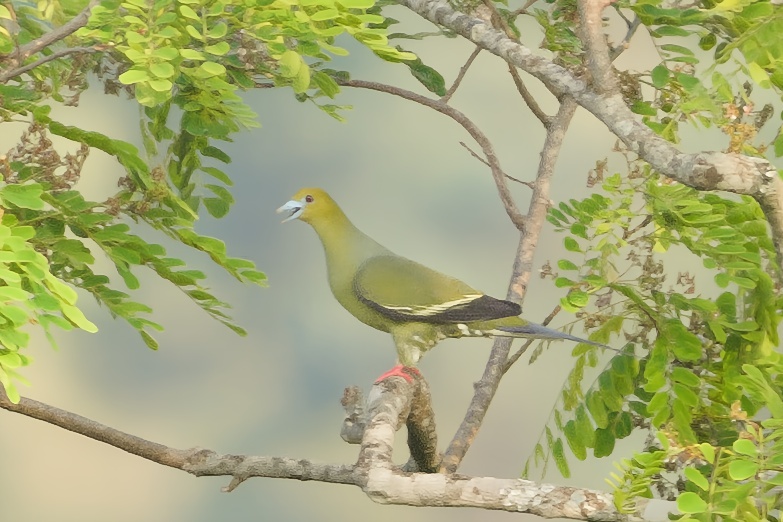 Pin-tailed Green Pigeon