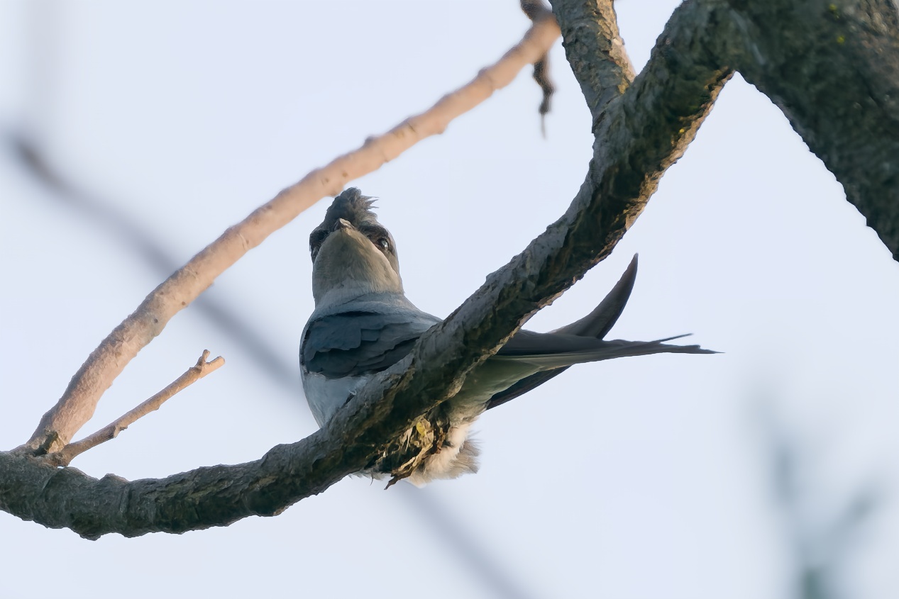 Crested Treeswift