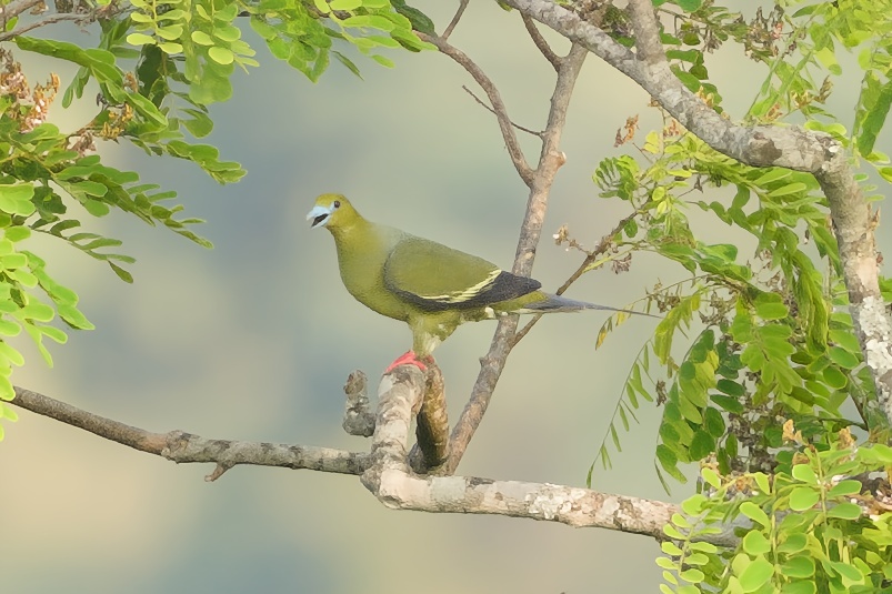 Pin-tailed Green Pigeon