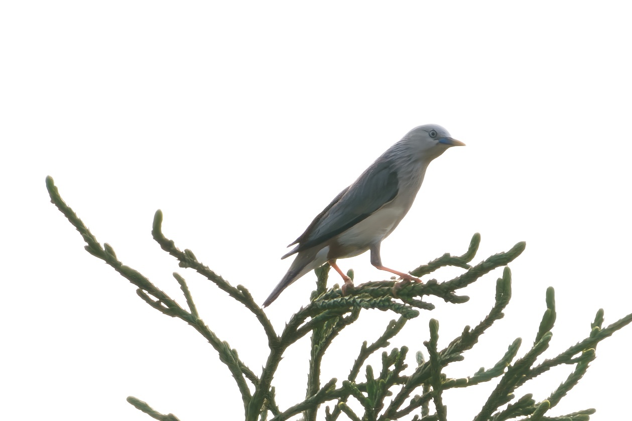 Chestnut-tailed Starling