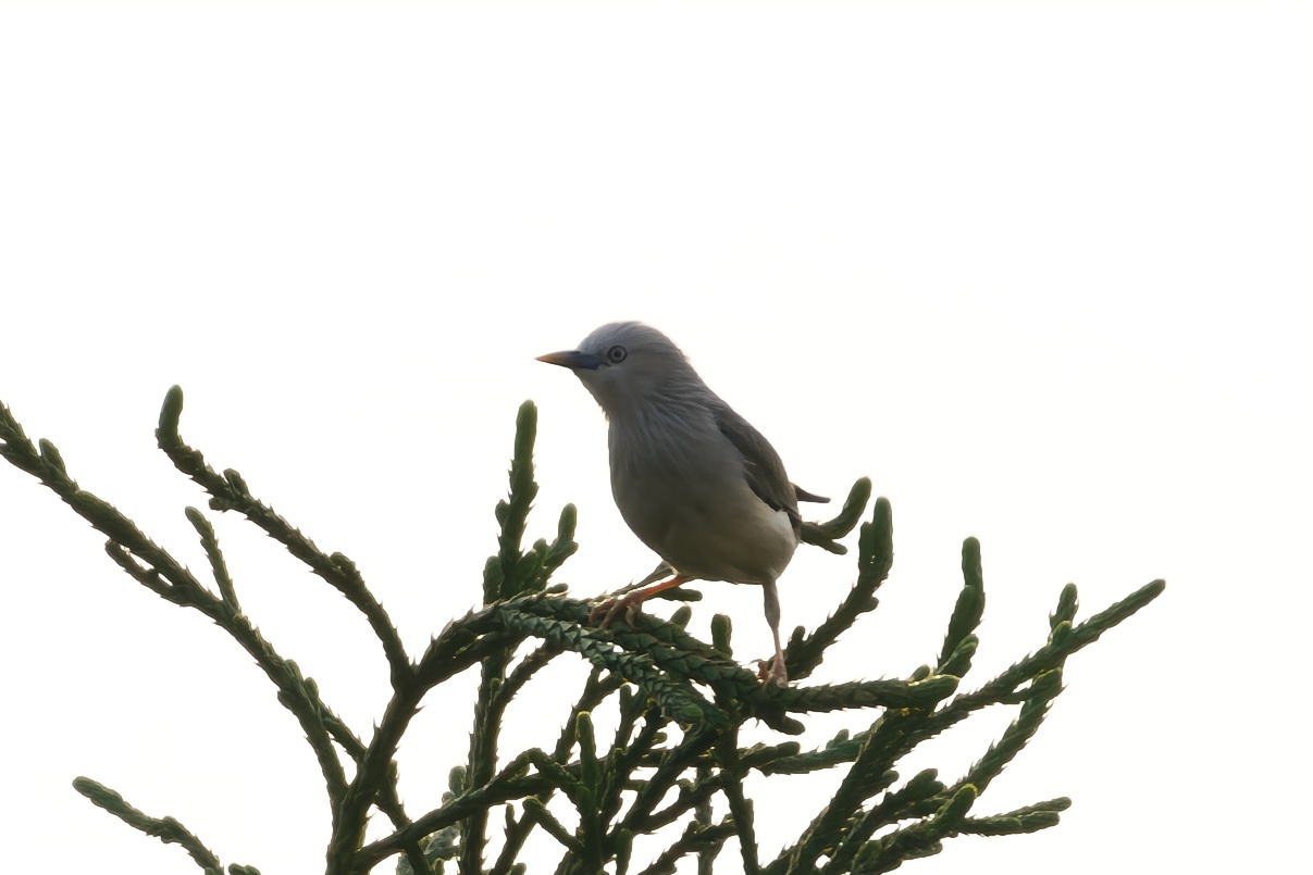 Chestnut-tailed Starling