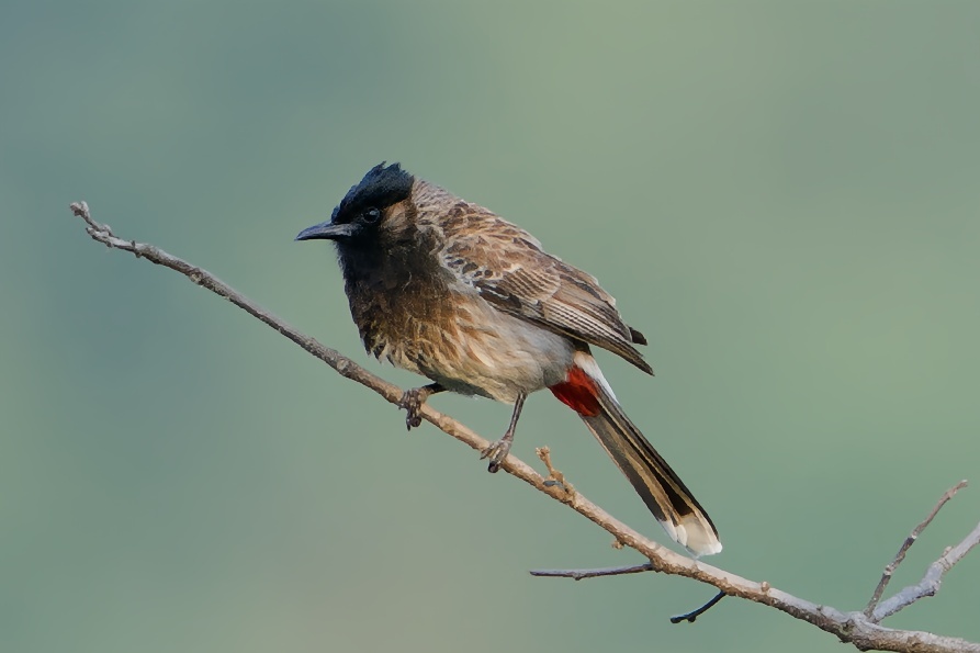 Red-vented Bulbul