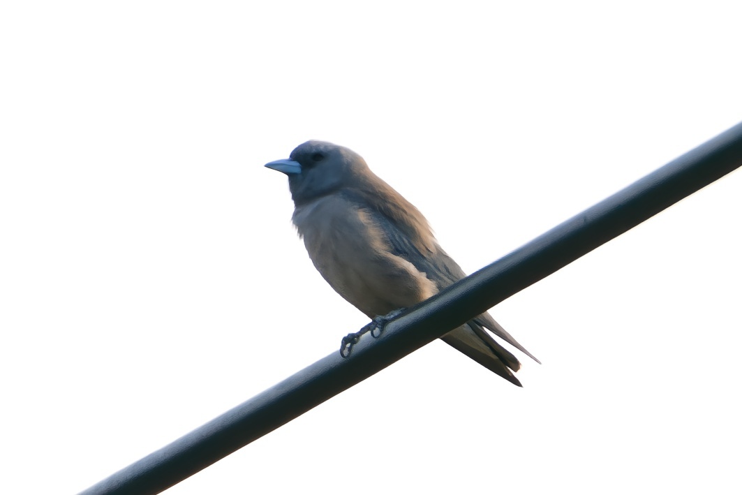 Ashy Woodswallow