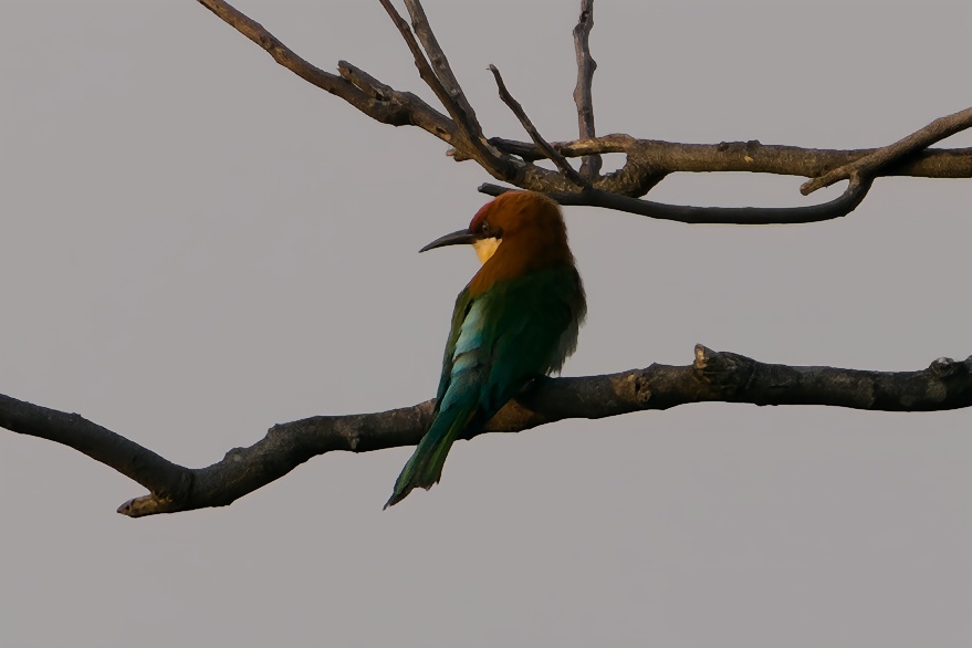 Chestnut-headed Bee-eater