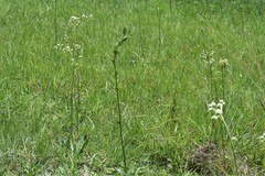 Elephantopus angustifolius