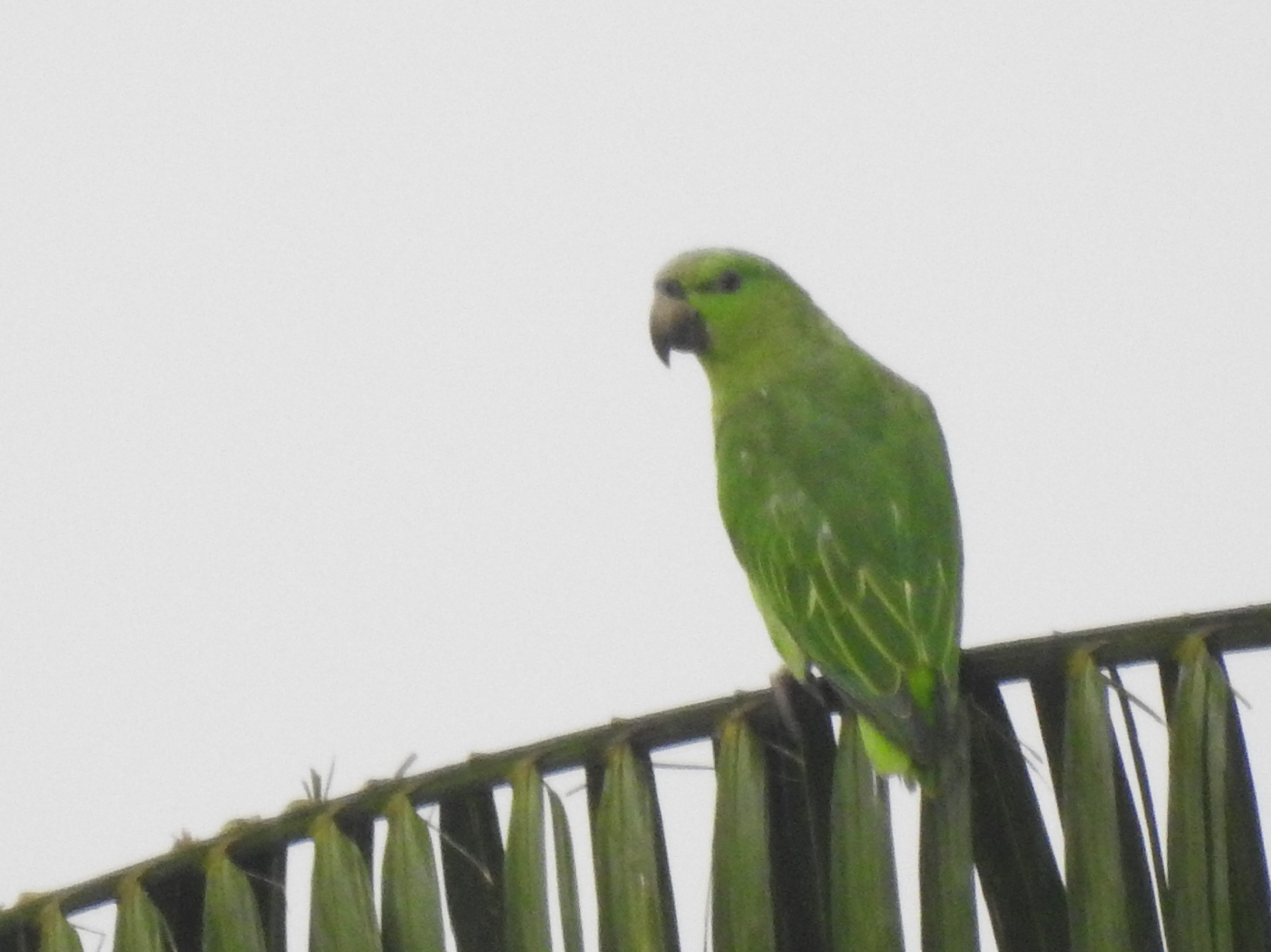 Short-tailed Parrot (Graydidascalus brachyurus), photo 3