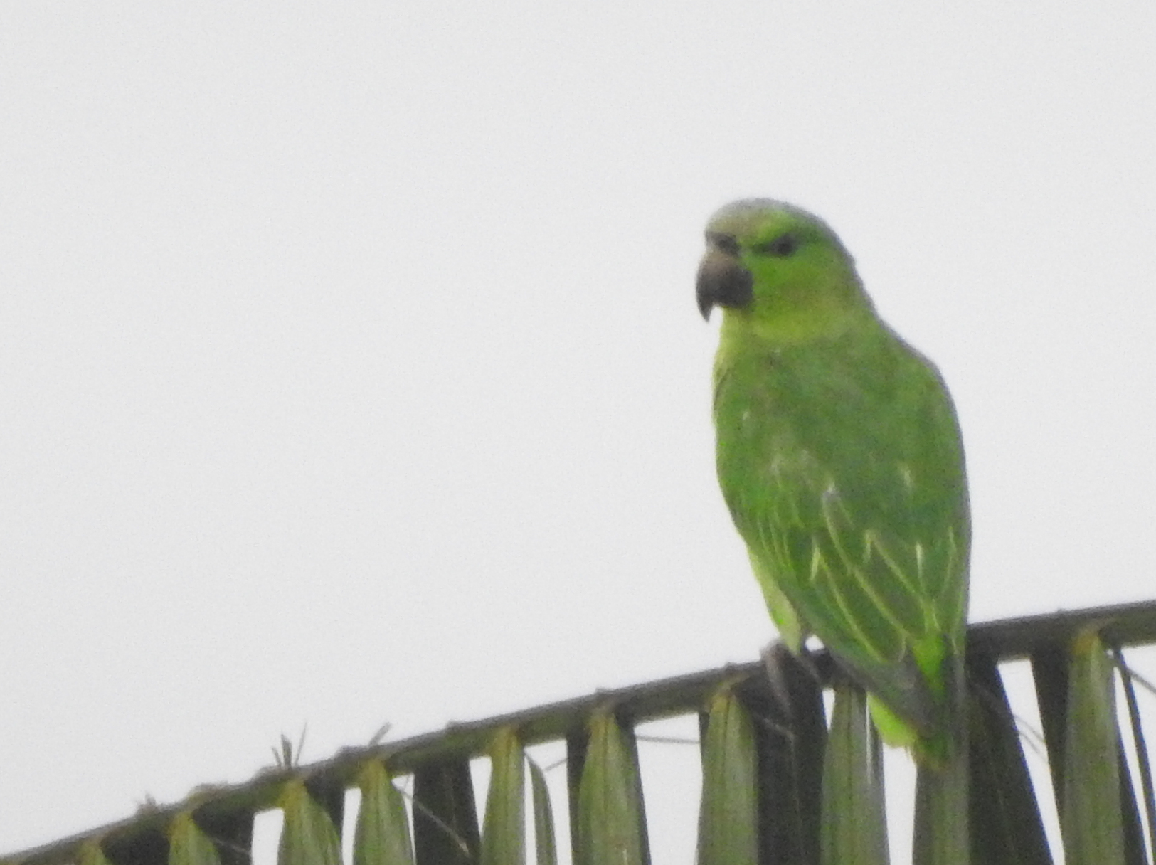 Short-tailed Parrot (Graydidascalus brachyurus), photo 4