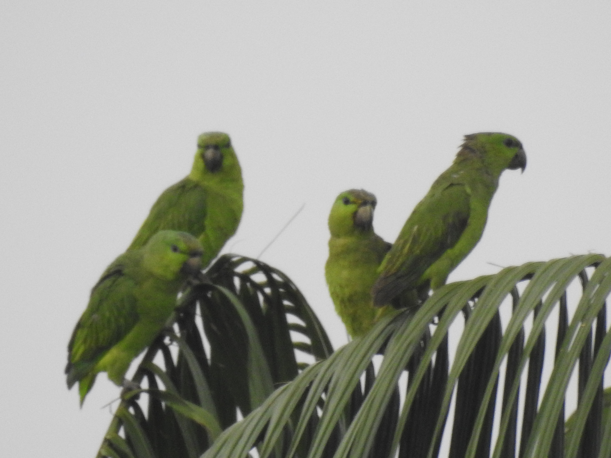 Short-tailed Parrot (Graydidascalus brachyurus), photo 5